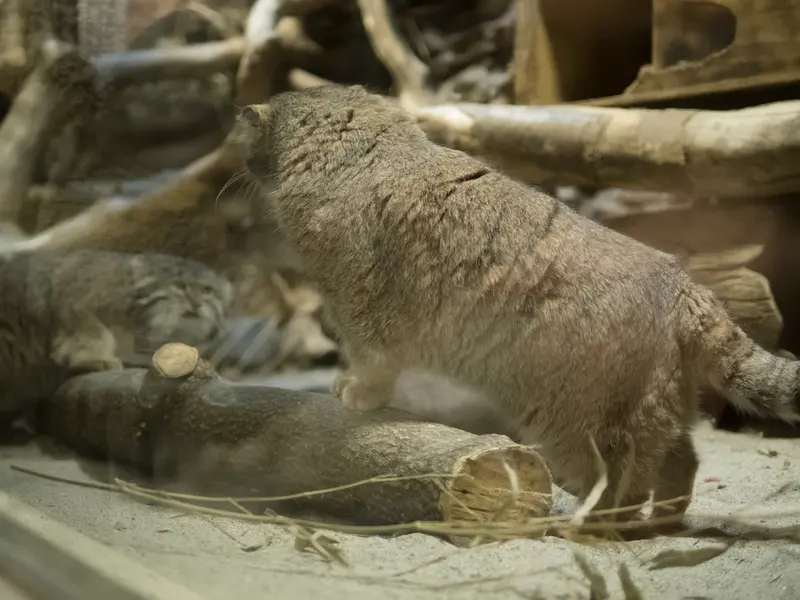 Фотография Примулы и Клёна в Зоопарке Уено