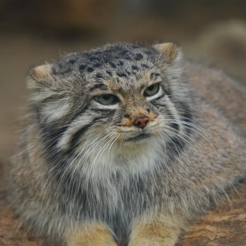 Фотография Аз в Царстве Животных Кобе