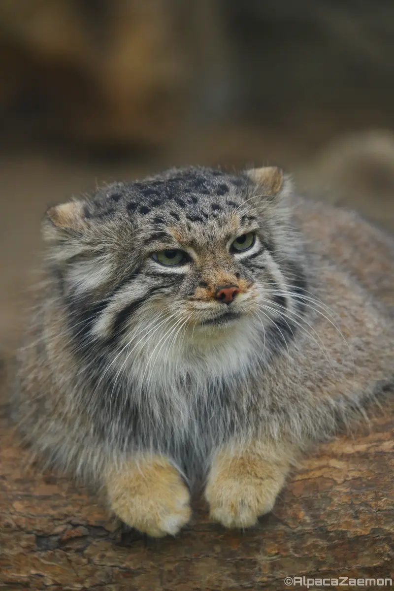 Фотография Аз в Царстве Животных Кобе