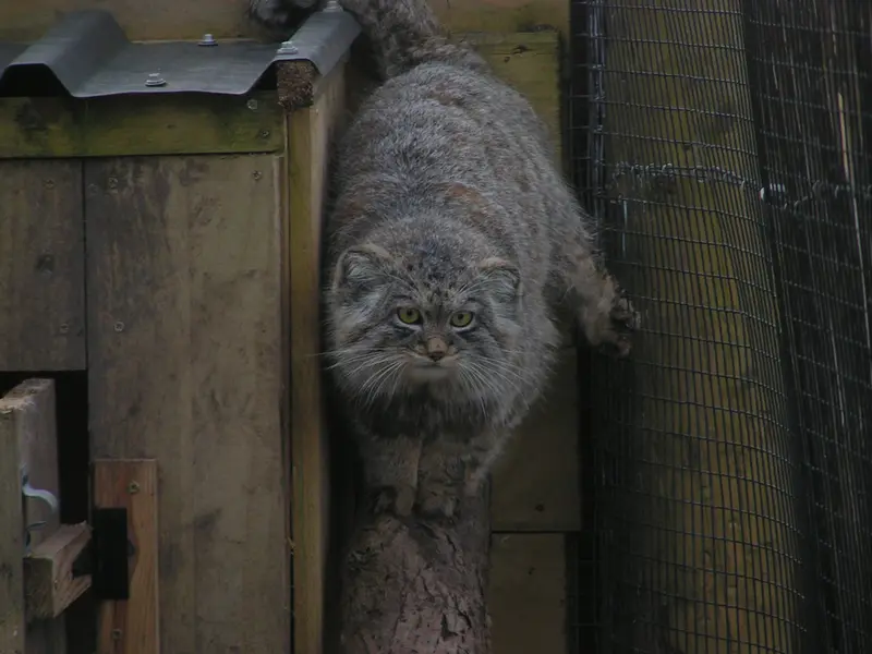 Фотография Алтая в Лэйклэнде Вайлдлайф Оазисе
