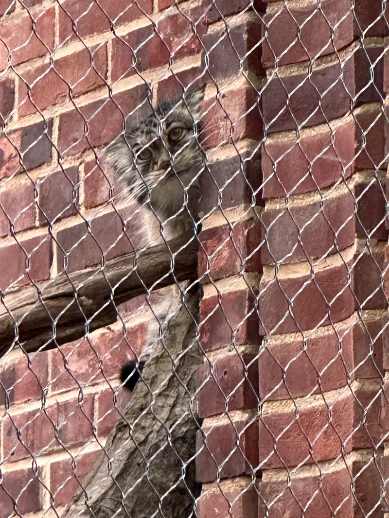 Фотография с манулом в Зоопарке Проспект-парка