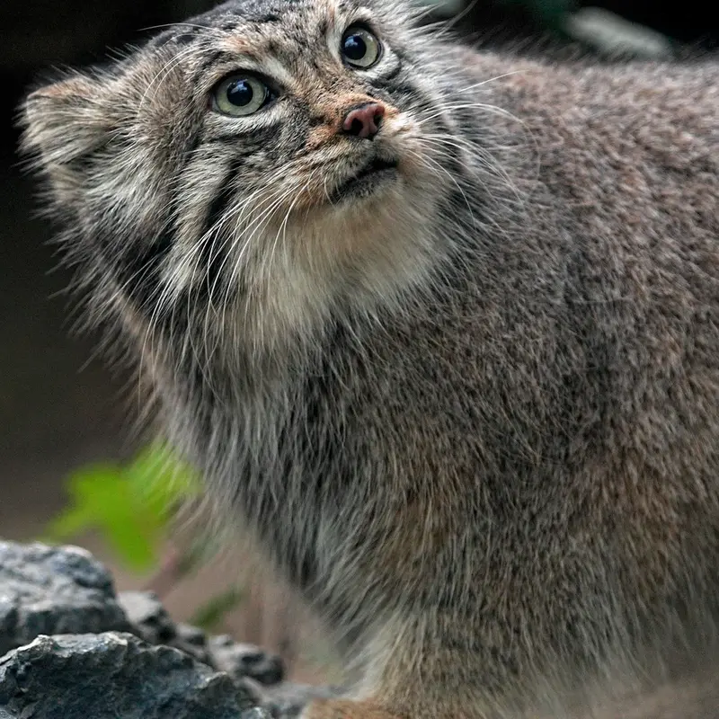 Фотография Аз в Царстве Животных Кобе