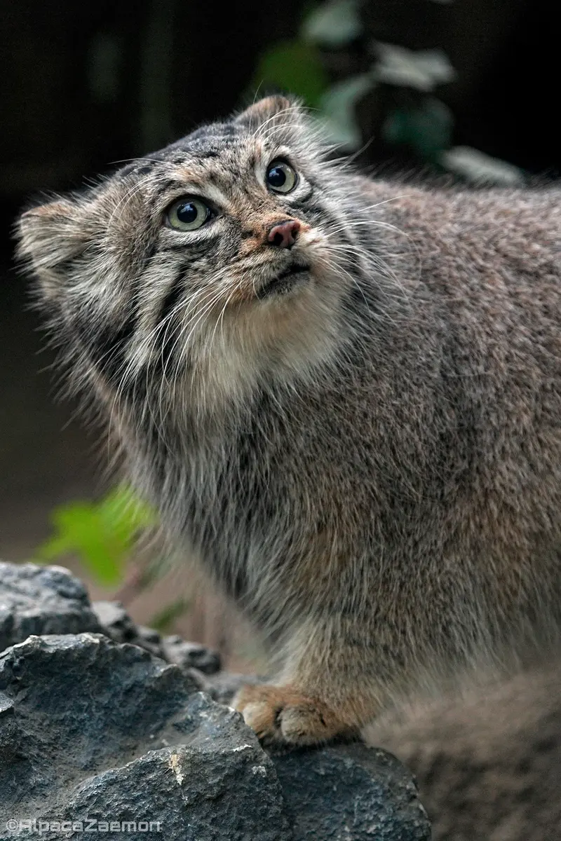 Фотография Аз в Царстве Животных Кобе