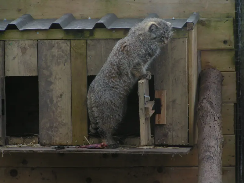 Фотография Алтая в Лэйклэнде Вайлдлайф Оазисе