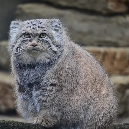 Фотография Марса в Таллинском Зоопарке