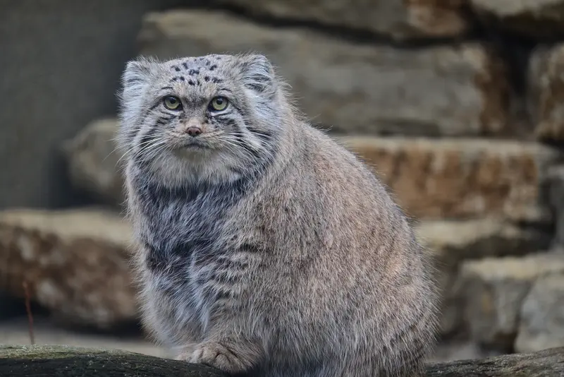 Фотография Марса в Таллинском Зоопарке