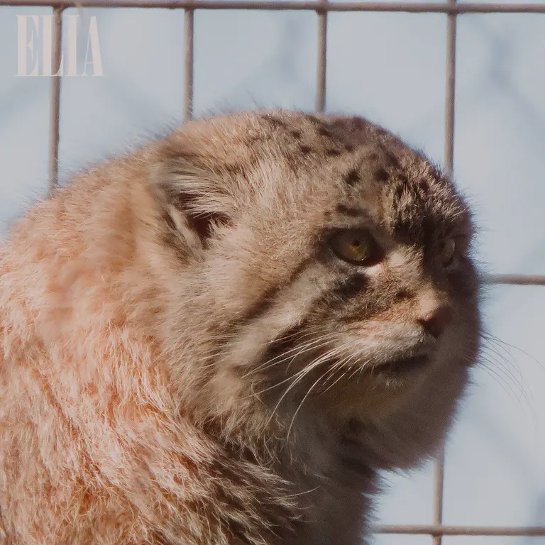 Фотография Олафа в Зоопарке Калгари / Институте Уайлдере