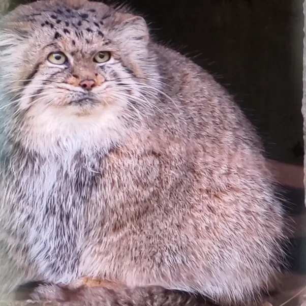 Фотография Манеки-Неко в Берлинском Зоопарке