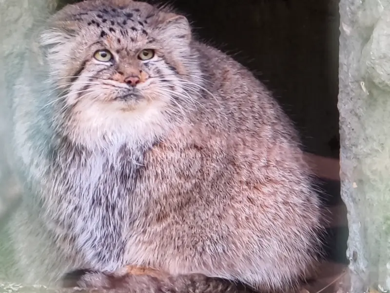 Фотография Манеки-Неко в Берлинском Зоопарке