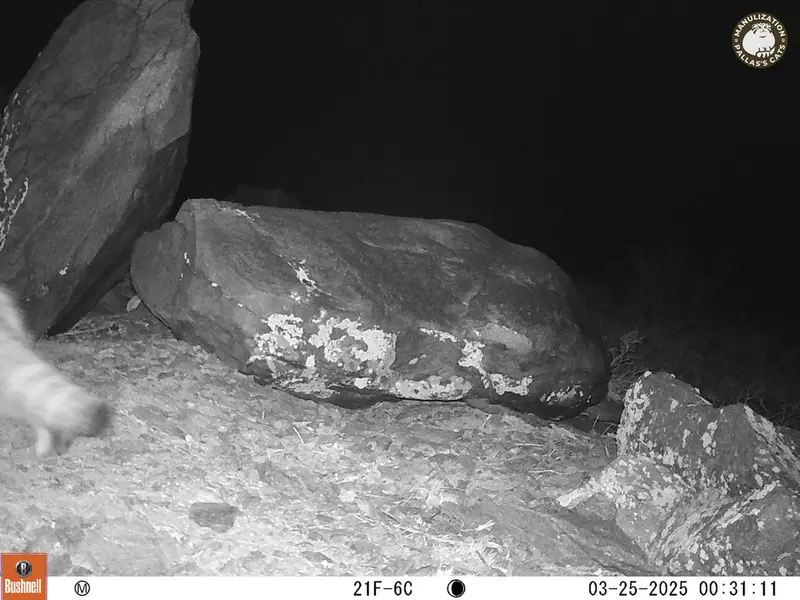 Фотография Сибирского Манула с фотоловушки Кошкар