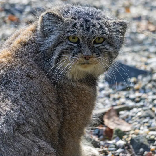 Фотография Мойры в Остравском Зоопарке