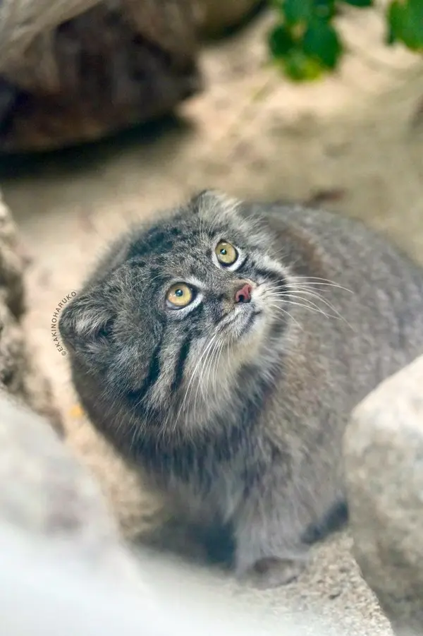 Фотография Нара в Царстве Животных Кобе