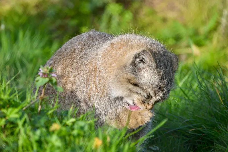 Фотография Хараа в Парке диких животных Порт-Лимпн