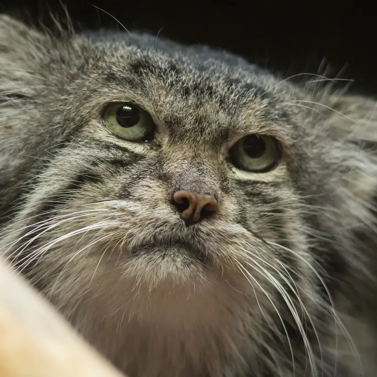 Фотография Клёна в Зоопарке Уено