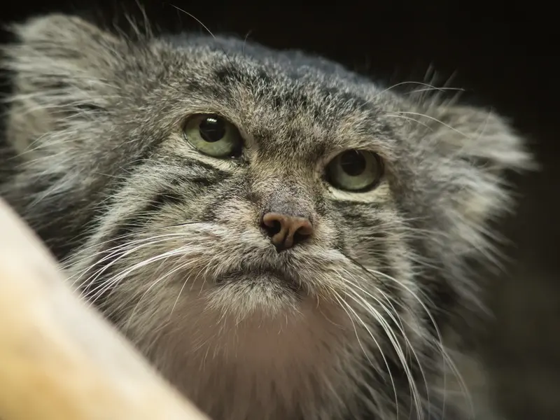 Фотография Клёна в Зоопарке Уено