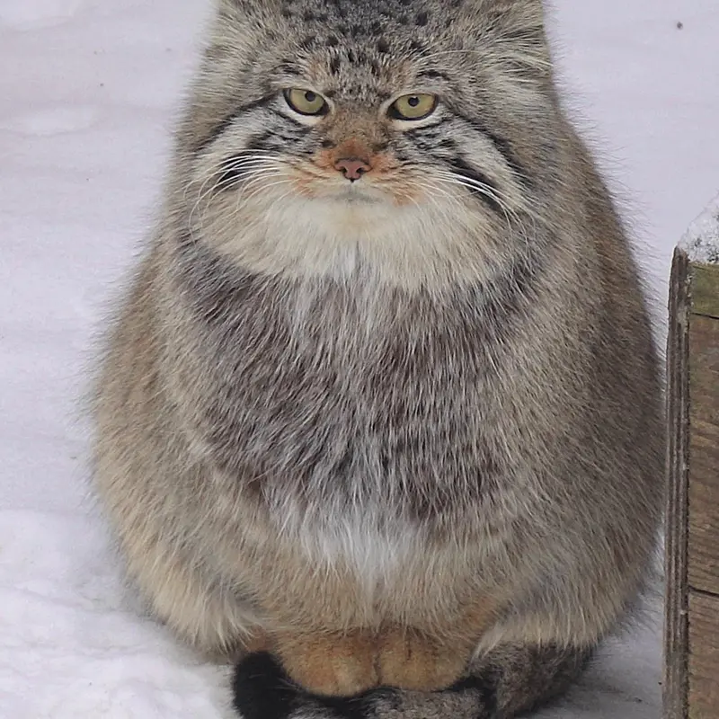 Фотография Евчика 2024 Г.р. Ⅱ в Новосибирском Зоопарке