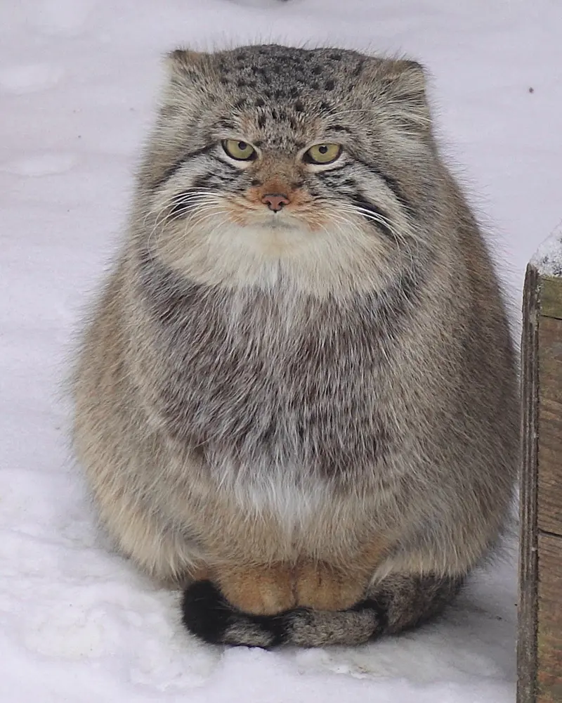 Фотография Евчика 2024 Г.р. Ⅱ в Новосибирском Зоопарке