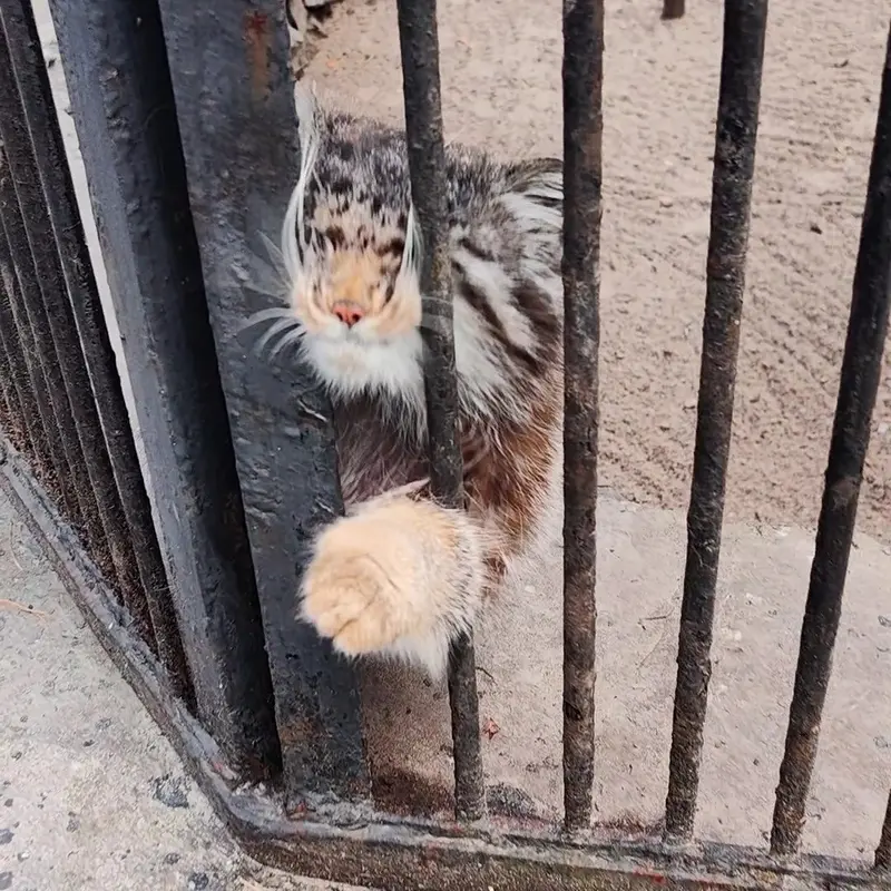 Фотография с манулом в Новосибирском Зоопарке