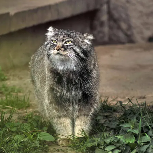 Фотография Дарлая в Московском Зоопарке