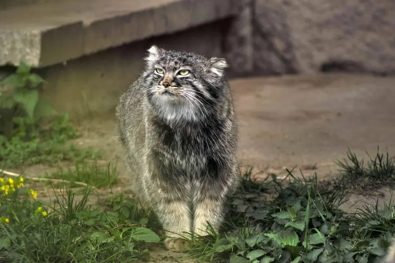 Фотография Дарлая в Московском Зоопарке