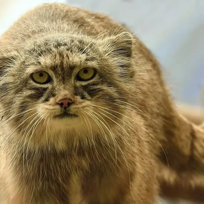 Фотография Нату в Сафари-заповеднике Люминьи