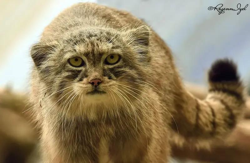 Фотография Нату в Сафари-заповеднике Люминьи