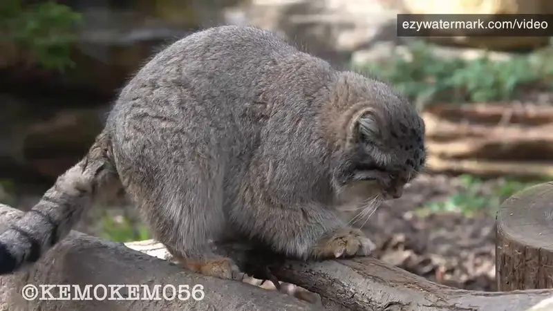 Фотография Льва в Царстве Животных Насу