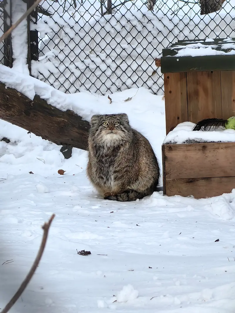 Фотография Снежинки в Новосибирском Зоопарке
