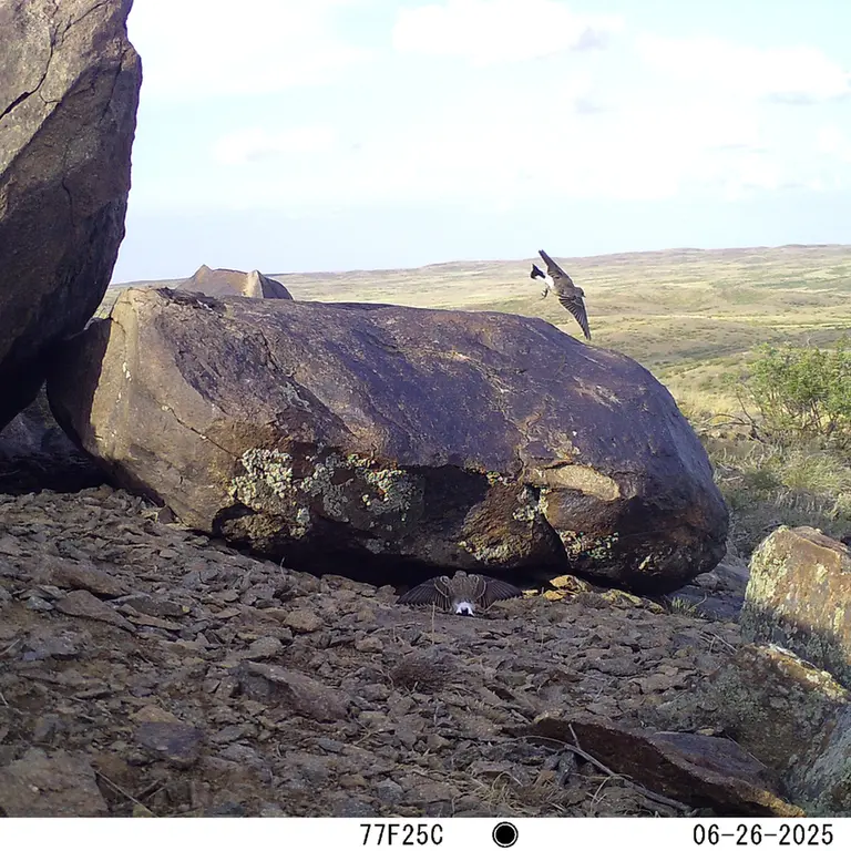 Фотография с манулом с фотоловушки Кошкар [новинка]