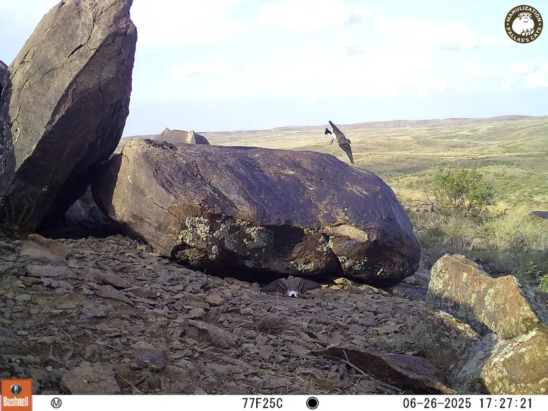 Фотография с манулом с фотоловушки Кошкар [новинка]