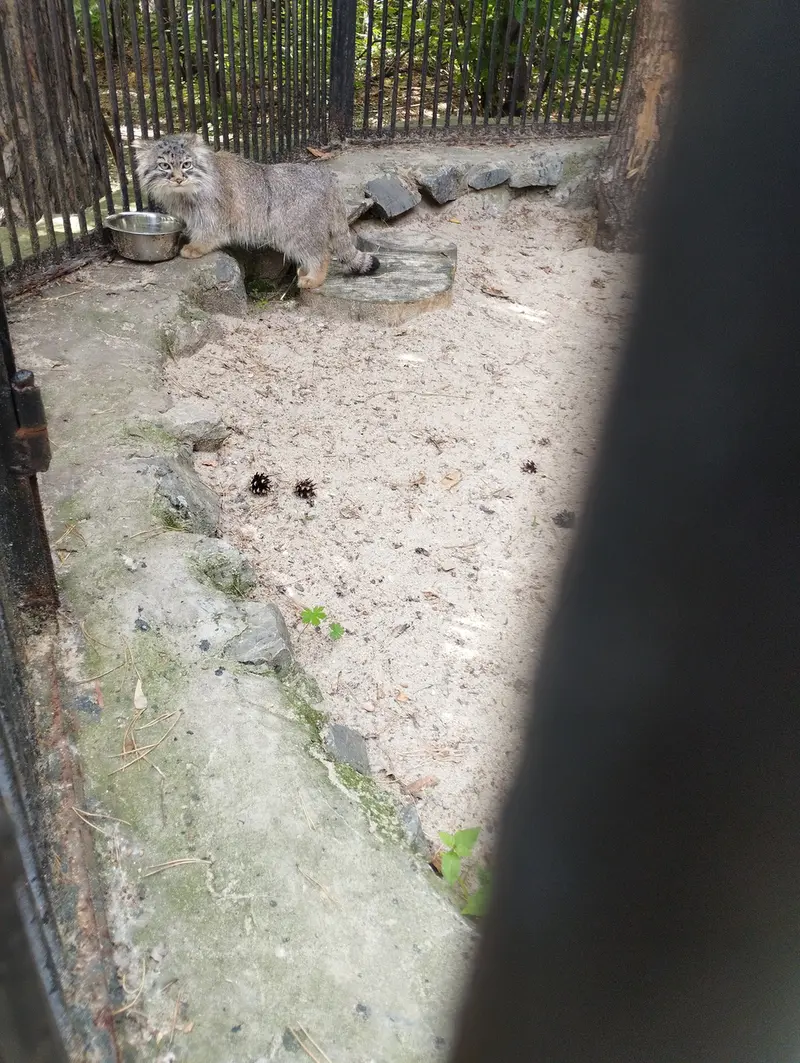 Фотография с манулом в Новосибирском Зоопарке