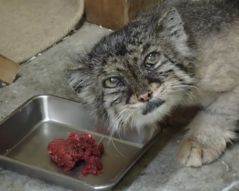 Не стало манула Юс из зоопарка Уено 🌈