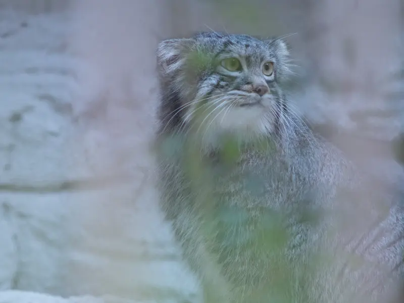 Фотография Фиги в Зоопарке Ногеяме