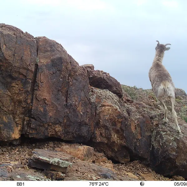 Фотография Аргали с фотоловушки Актас-Кункора