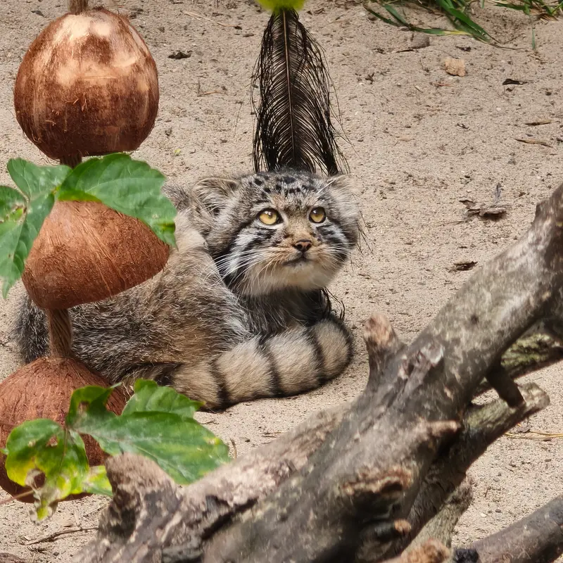 Фотография с манулом в Новосибирском Зоопарке