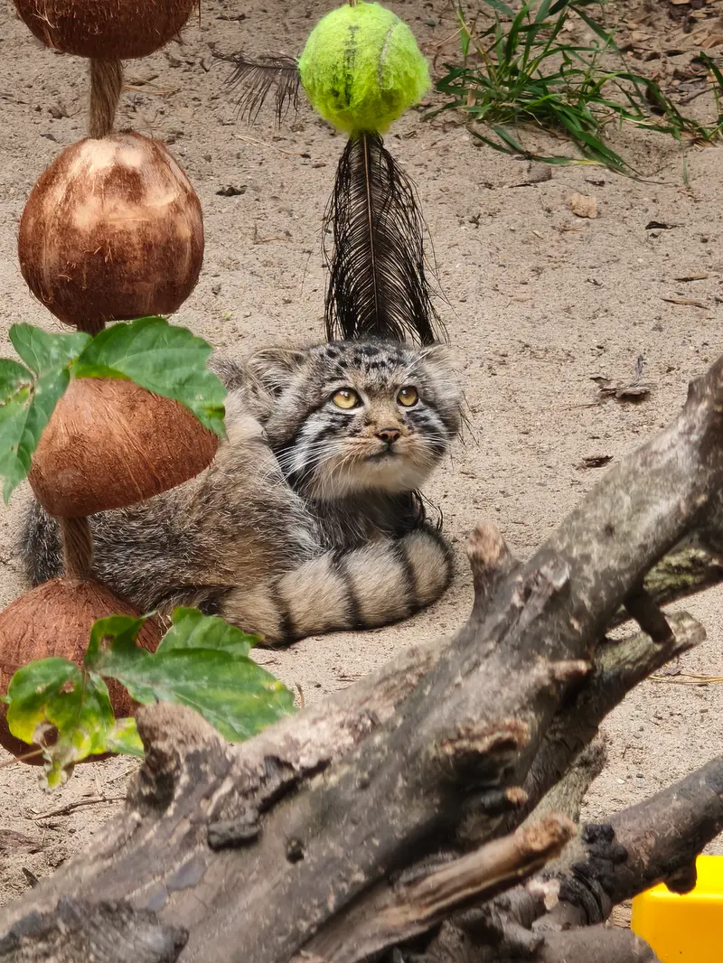 Фотография с манулом в Новосибирском Зоопарке
