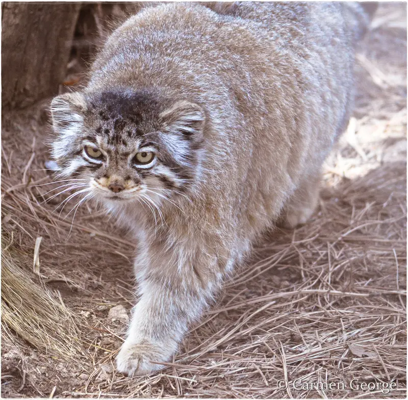 Фотография Нади в Горном Зоопарке Шайенн