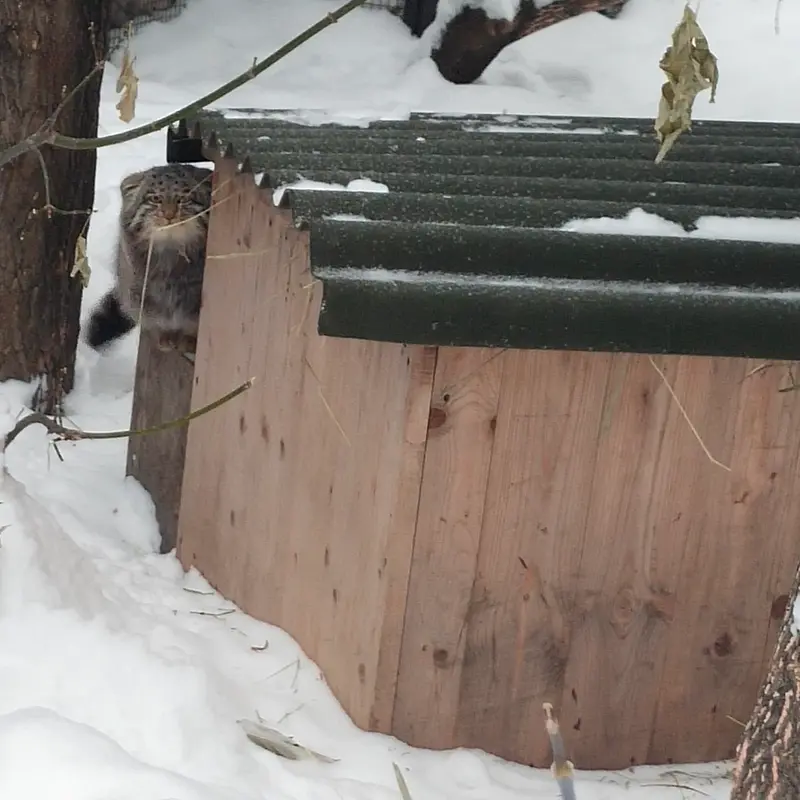 Фотография Серого в Новосибирском Зоопарке