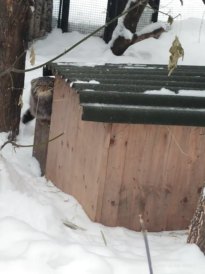 Фотография Серого в Новосибирском Зоопарке