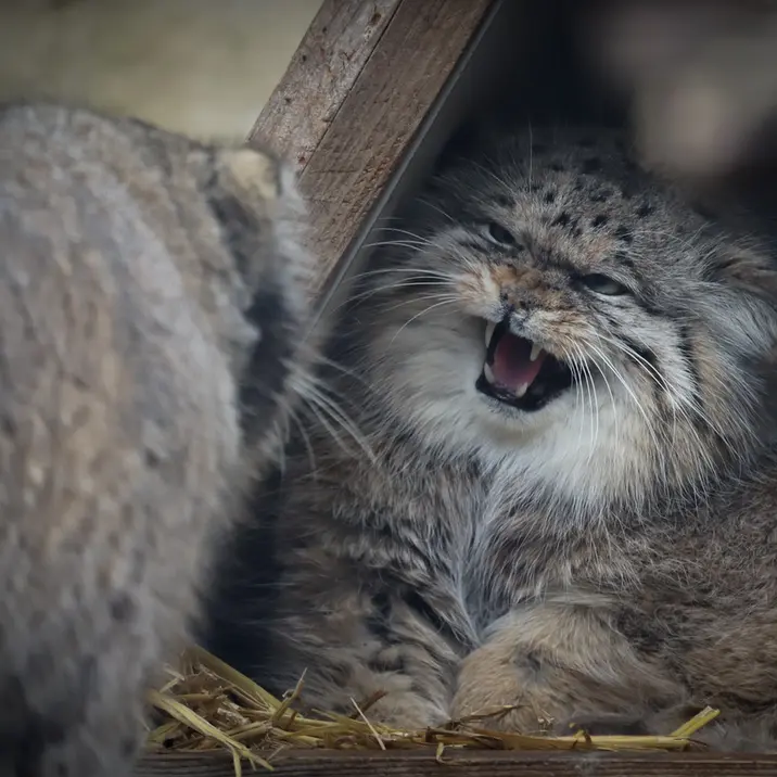 Фотография Вораса в Лилльском Зоопарке