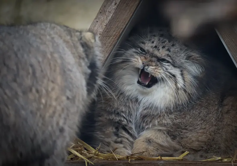 Фотография Помпонетты и Вораса в Лилльском Зоопарке