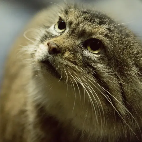 Фотография Примулы в Зоопарке Уено