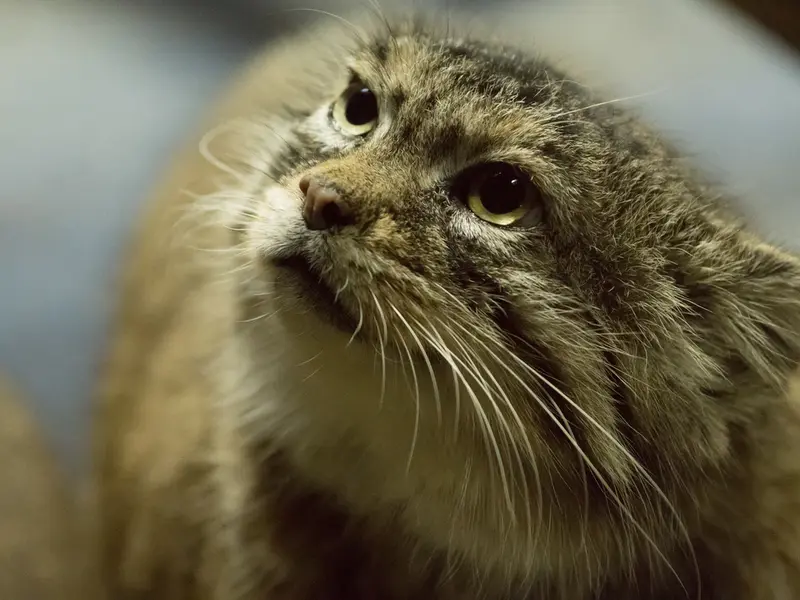 Фотография Примулы в Зоопарке Уено