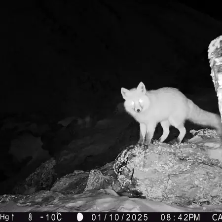 Фотография Рыжаи Лисица с фотоловушки Жунды 2