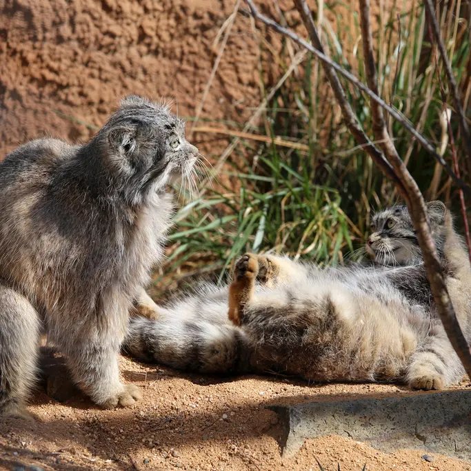 Фотография Принцессы и Спая в Пражском Зоопарке