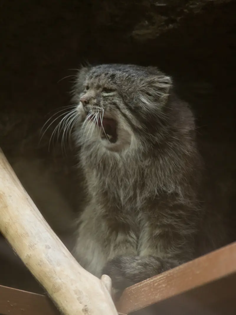 Фотография Клёна в Зоопарке Уено