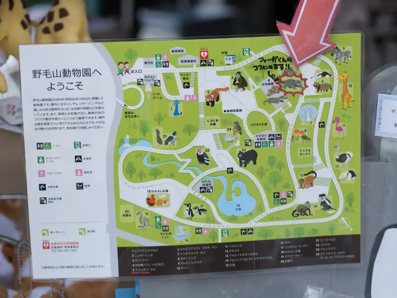 Фотография с манулом в Зоопарке Ногеяме