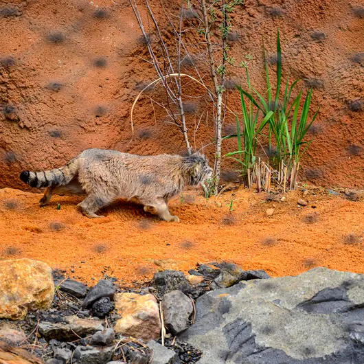 Фотография Спая в Пражском Зоопарке