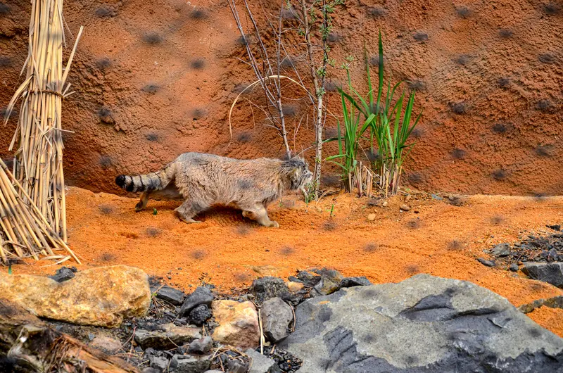 Фотография Спая в Пражском Зоопарке