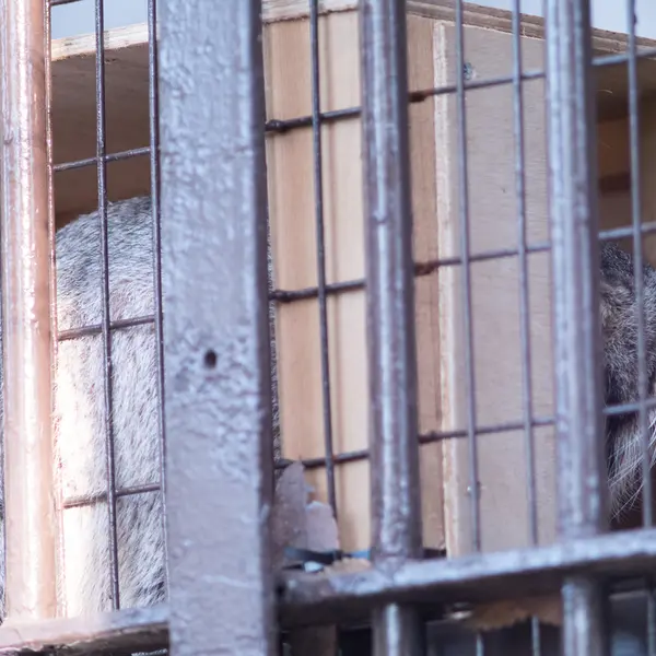 Фотография Фиги в Зоопарке Ногеяме